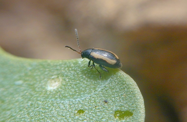Dřepč&iacute;k rodu Phyllotreta