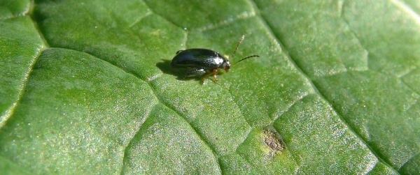 Dospělec dřepč&iacute;ka olejkov&eacute;ho