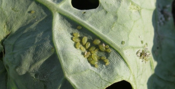 M&scaron;ice broskvoňov&aacute;