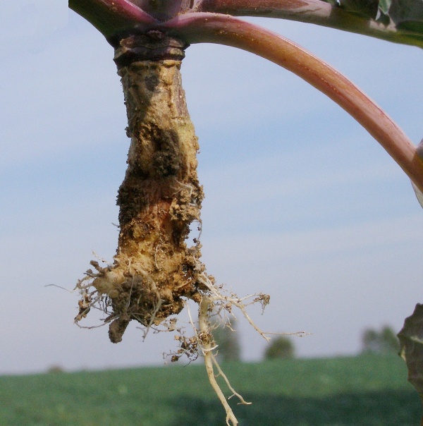 Kořen po&scaron;kozen&yacute; larvou květilky