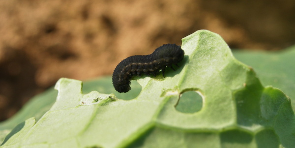 Housenice pilatky řepkov&eacute;