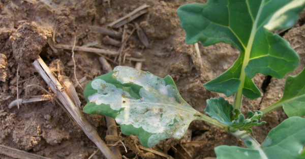 Po&scaron;kozen&iacute; larvami vrtalky zeln&eacute;