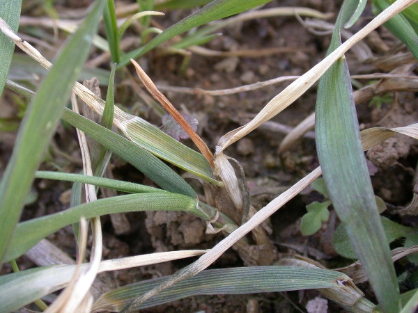 Typick&eacute; žloutnut&iacute; centr&aacute;ln&iacute;ho listu při po&scaron;kozen&iacute; larvou bzunky ječn&eacute;