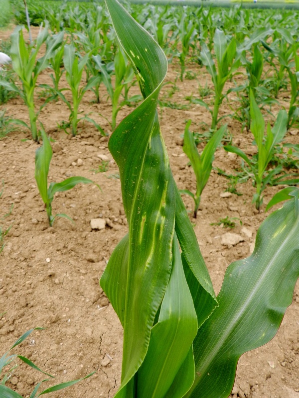 Po&scaron;kozen&iacute; listů odrostl&eacute; kukuřice larvou bzunky ječn&eacute;