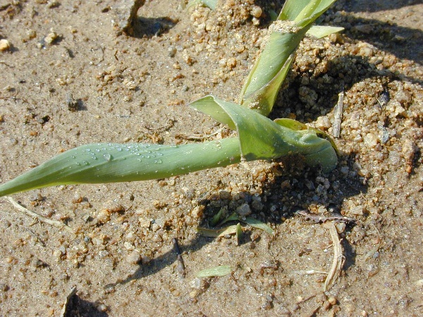 Deformace vzch&aacute;zej&iacute;c&iacute; kukuřice způsoben&aacute; larvou bzunky ječn&eacute;