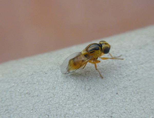 Dospělec zelenu&scaron;ky žlutop&aacute;s&eacute;