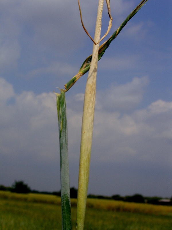 St&eacute;blo po&scaron;kozen&eacute; larvou prvn&iacute; generace zelenu&scaron;ky žlutop&aacute;s&eacute;