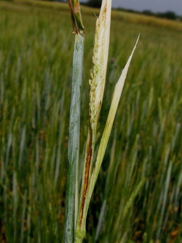 St&eacute;blo po&scaron;kozen&eacute; larvou prvn&iacute; generace zelenu&scaron;ky žlutop&aacute;s&eacute; - odstraněn&eacute; listov&eacute; pochvy