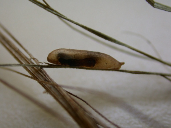 Kukla prvn&iacute; generace zelenu&scaron;ky žlutop&aacute;s&eacute;