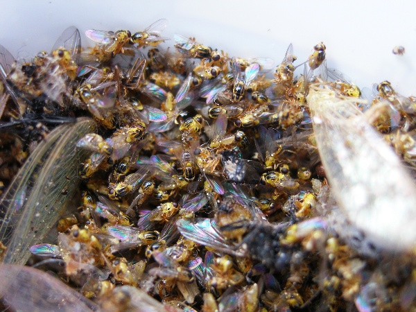 Hromadn&yacute; v&yacute;skyt dospělců zelenu&scaron;ky žlutop&aacute;s&eacute;