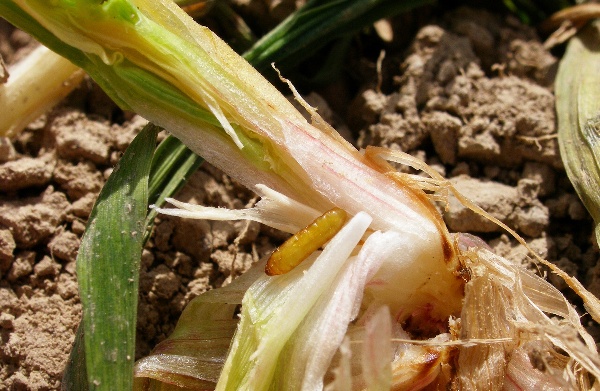 Kukla druh&eacute; generace zelenu&scaron;ky žlutop&aacute;s&eacute; na jaře