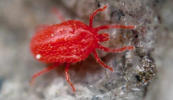 Sametka podzimn&iacute; Neotrombicula autumnalis (http://don.komarechka.com)