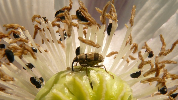 Obr. 1: Krytonosec makovicov&yacute; při ž&iacute;ru na makovici