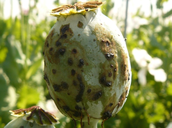 Obr. 2: Po&scaron;kozen&aacute; makovice ž&iacute;rem krytonosce makovicov&eacute;ho