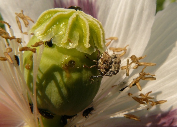 Obr. 3: P&aacute;řen&iacute; krytonosců na makovici