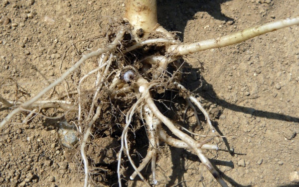 Larvy krytonosce kořenov&eacute;ho