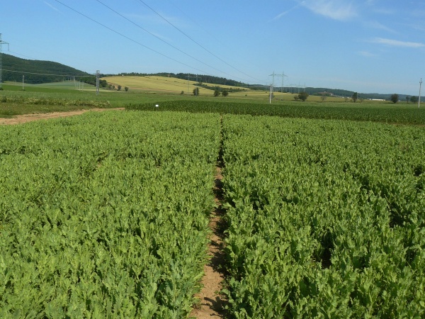 Zapojen&yacute; porost m&aacute;ku