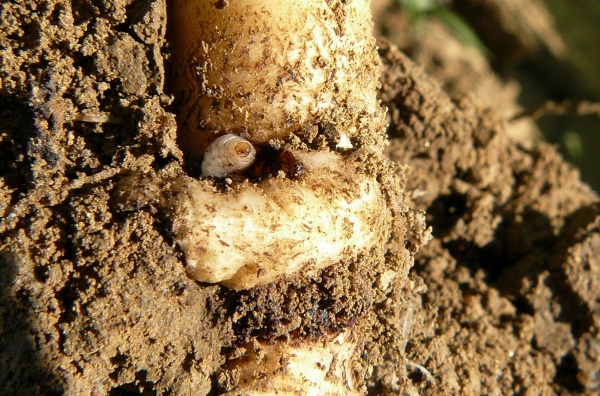 Larvy krytonosce kořenov&eacute;ho