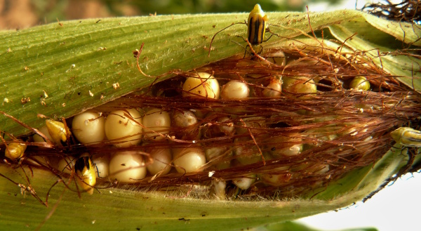 Obr. 2: B&aacute;zlivec při ž&iacute;ru