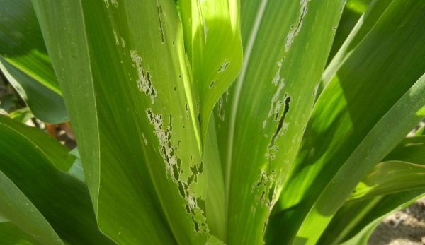 Obr. 3: Ž&iacute;r brouků b&aacute;zlivce na listech 