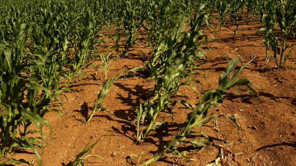 Obr. 4: Typick&eacute; po&scaron;kozen&iacute; kukuřice larvami b&aacute;zlivce - tzv. hus&iacute; krky