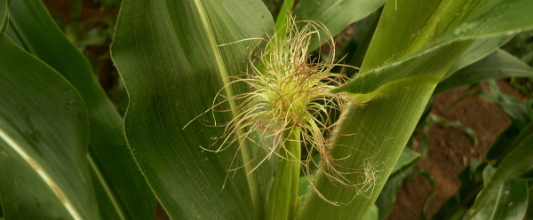 Obr. 5: Ž&iacute;r brouků na blizn&aacute;ch - nepo&scaron;kozen&eacute; blizny b&aacute;zlivcem