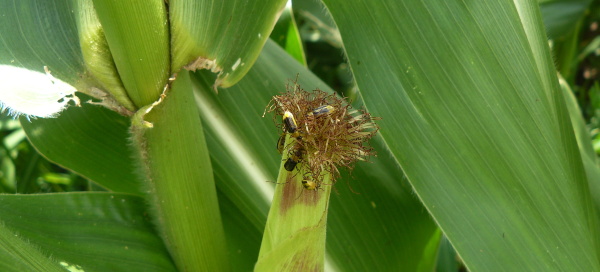 Obr. 5: Ž&iacute;r brouků na blizn&aacute;ch -  silně po&scaron;kozen&eacute; blizny b&aacute;zlivcem