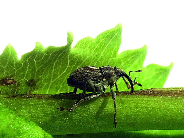 Obr. 1. Krytonosec makovicový při žíru na stonku