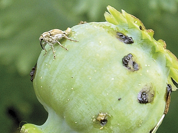 Obr. 3. Samička krytonosce makovicového klade vajíčka do makovice