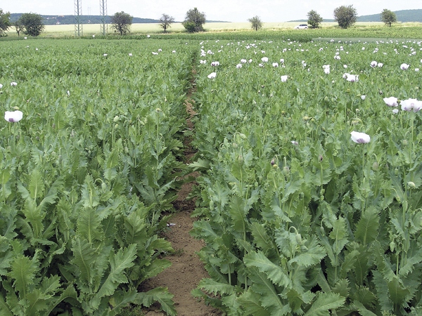 Obr. 4. Vývojová fáze máku pro aplikaci insekticidu proti makovicovým škůdcům