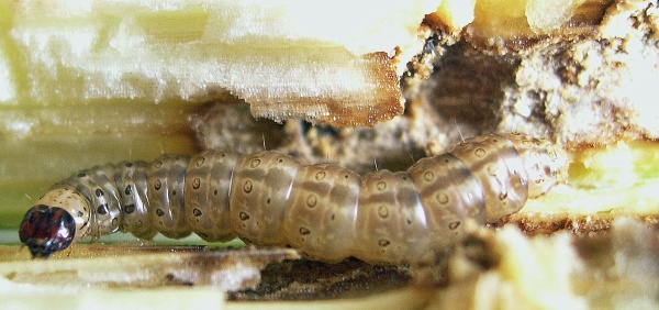 Obr. 2: Ž&iacute;r housenky zav&iacute;ječe ve stonku kukuřice