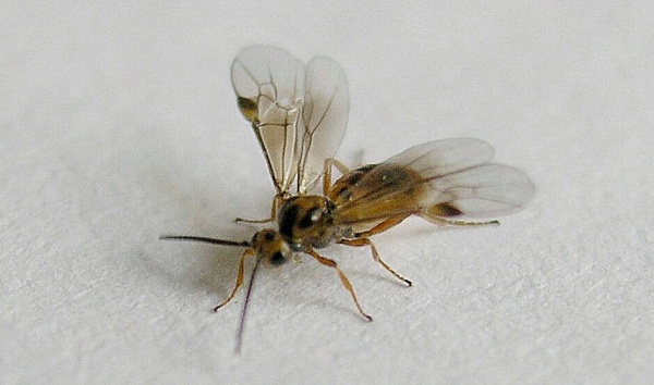 Obr. 5: Dospělec lumč&iacute;ka Bracon brevicornis