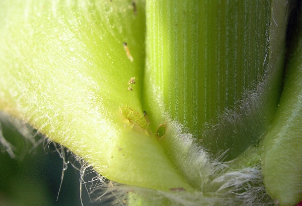 Obr. 8: Vyl&iacute;hl&eacute; housenky zav&iacute;ječe v&nbsp;&uacute;žlab&iacute; listu