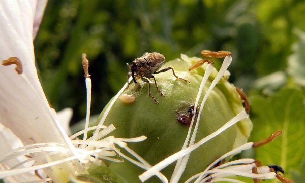 Krytonosec makovicov&yacute; v&nbsp;porostu