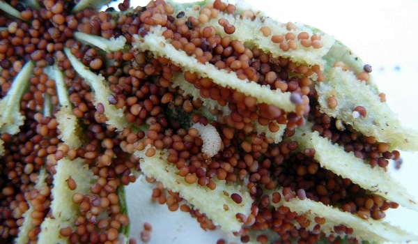 Larva krytonosce makovicov&eacute;ho   