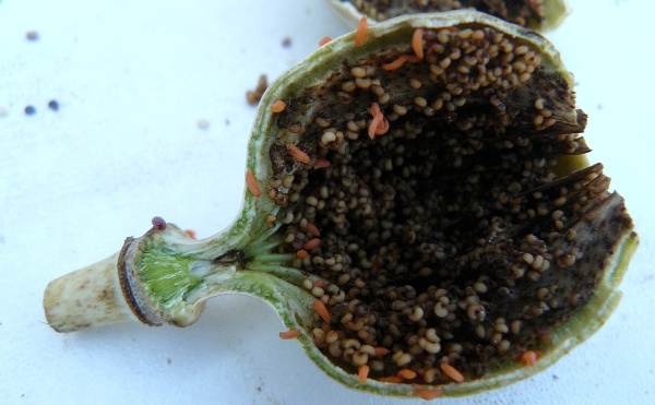 Larvy bejlomorky makov&eacute; 