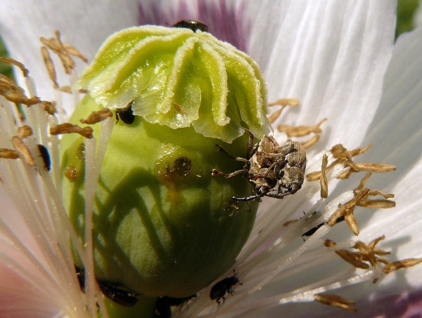 P&aacute;řen&iacute; krytonosce makovicov&eacute;ho  