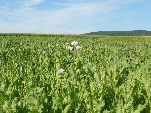 Optim&aacute;ln&iacute; v&yacute;vojov&aacute; f&aacute;ze m&aacute;ku pro aplikaci insekticidu