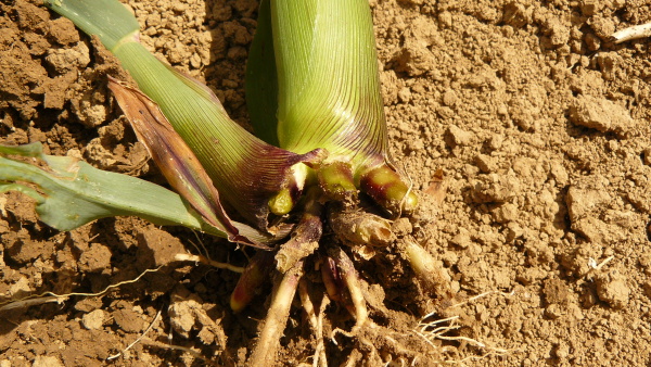 Obr. 1: Po&scaron;kozen&eacute; kořeny kukuřice