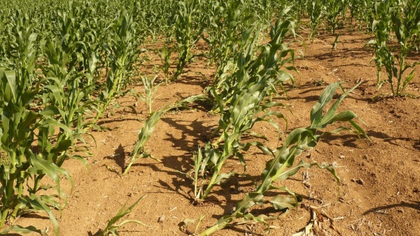 Obr. 4. Oslaben&yacute; kořenov&yacute; syst&eacute;m s&nbsp;typick&yacute;m projevem tzv. hus&iacute;ho krku