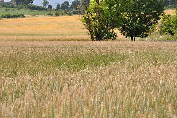 Obr. 1: Pro likvidaci p&yacute;ru je možn&eacute; použ&iacute;t v&nbsp;obdob&iacute; před sklizn&iacute; př&iacute;pravek Dominator v&nbsp;d&aacute;vce 3,0 l/ha
