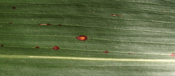 Obr. 2: Poč&aacute;tečn&iacute; f&aacute;ze infekce Colletotrichum sublineolum na žebru listu, (&Uacute;KZ&Uacute;Z Žatec, 2011)