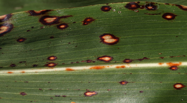 Obr. 3: Zvět&scaron;ov&aacute;n&iacute; skvrn způsoben&yacute;ch Colletotrichum sublineolum do l&eacute;z&iacute;, (&Uacute;KZ&Uacute;Z Žatec, 2011)