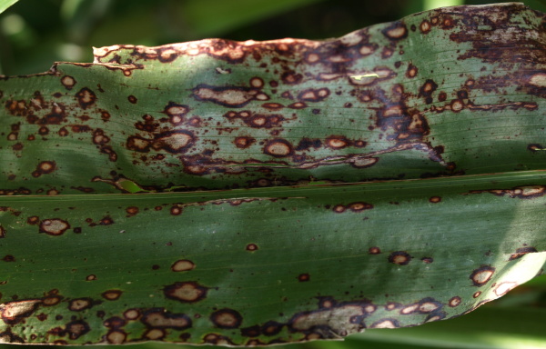 Obr. 4: Silně napaden&yacute; list houbou Colletotrichum sublineolum, (&Uacute;KZ&Uacute;Z Č&aacute;slav, 2011)