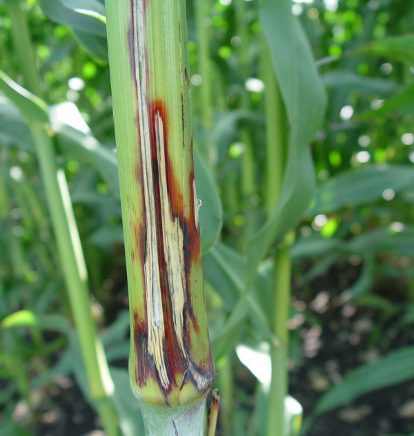 Obr. 5: Př&iacute;znaky způsoben&eacute; houbou Colletotrichum sublineolum na st&eacute;ble, (Sloveč, 2010)
