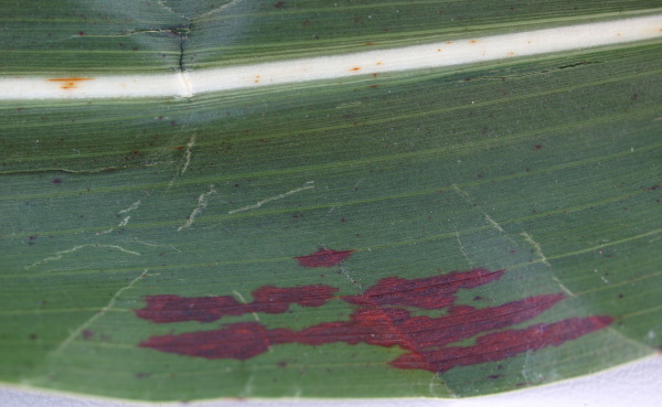 Obr. 8: Př&iacute;znaky napaden&iacute; houbou Bipolaris sorgicola, (&Uacute;KZ&Uacute;Z Lednice, 2011)