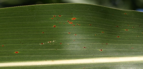 Obr. 10: Poč&aacute;tečn&iacute; skvrny a&nbsp;kupky rzi Puccinia purpurea, (Sloveč, 2010)