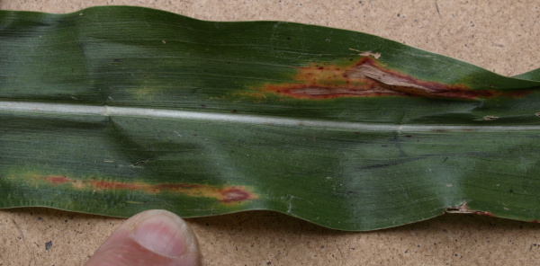 Obr. 12: Houba Ramuliospora sorghi; podlouh&eacute; skvrny se žlut&yacute;m okrajem, (&Uacute;KZ&Uacute;Z Č&aacute;slav, 2011)