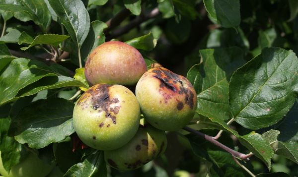 Strupovitost jabloně