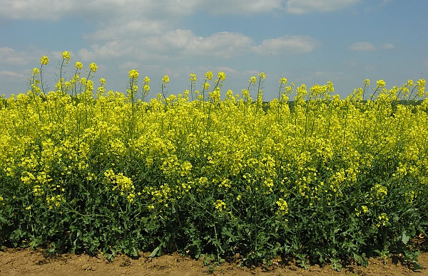 ozimá řepka Ladoga
